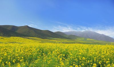 衡山万亩机直播油菜花盛开