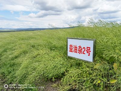 益油杂2号